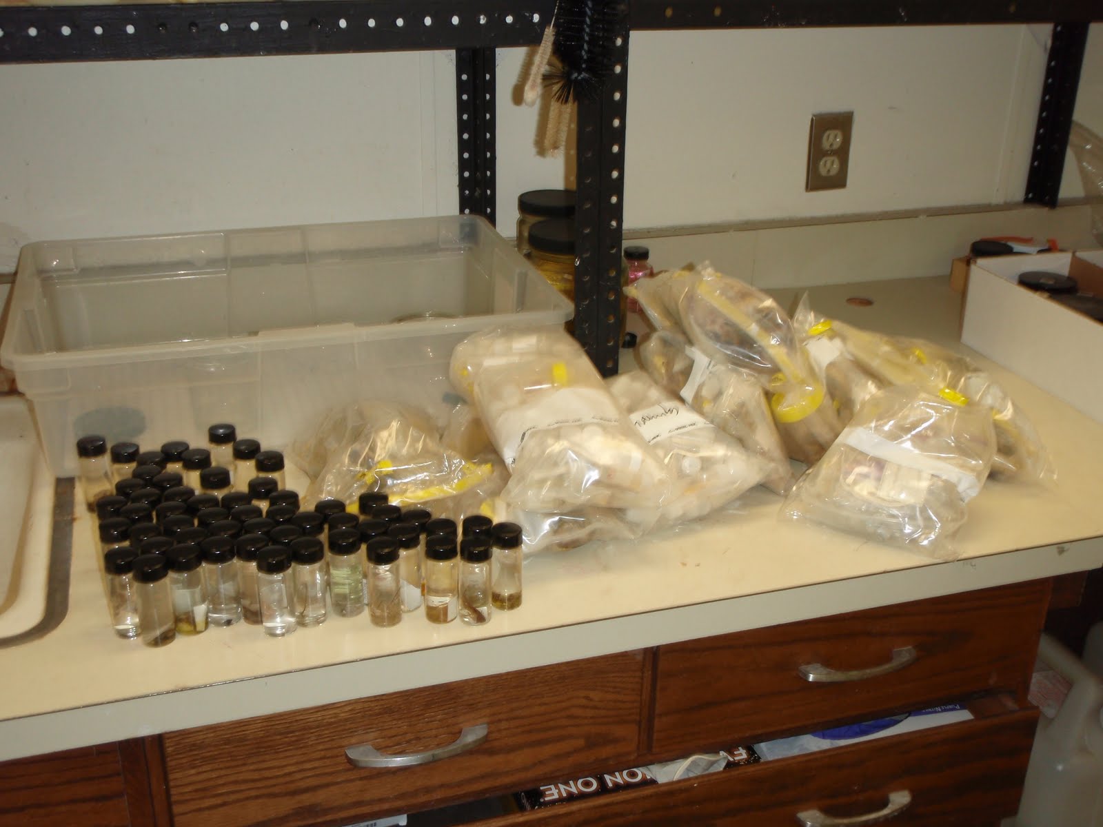 a pile of rehoused specimens in vials next to a stack of specimens in baggies waiting to be rehoused