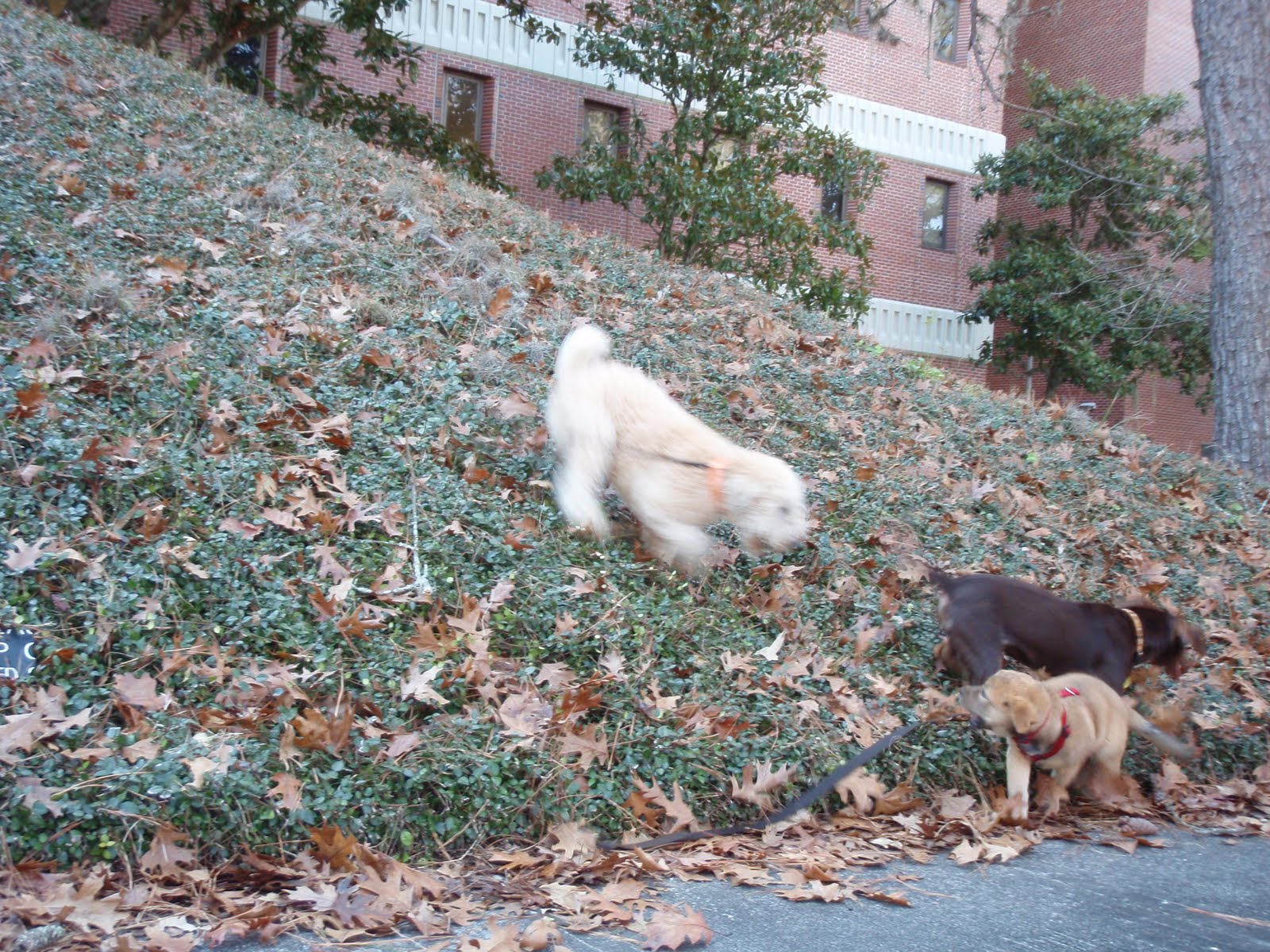 Mookie, Motu, and Puka romping on the jasmine-covered berm outside Dickinson Hall.