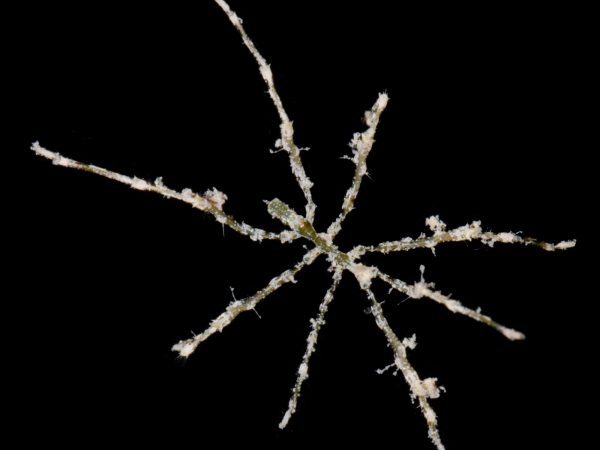 pycnogonid on black background