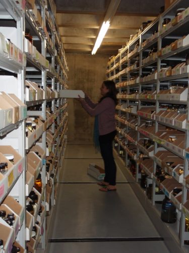 Sarah shelving a box of specimens