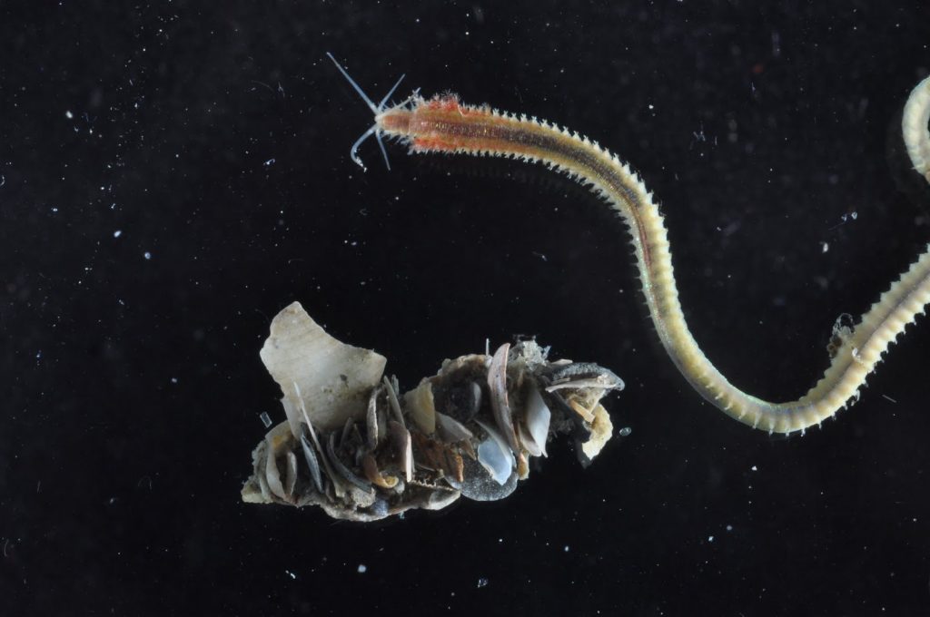 anterior of worm and partial tube