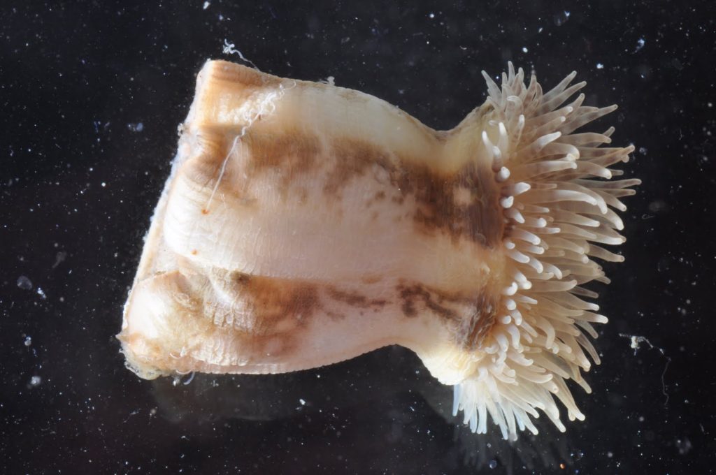 anemone on black background