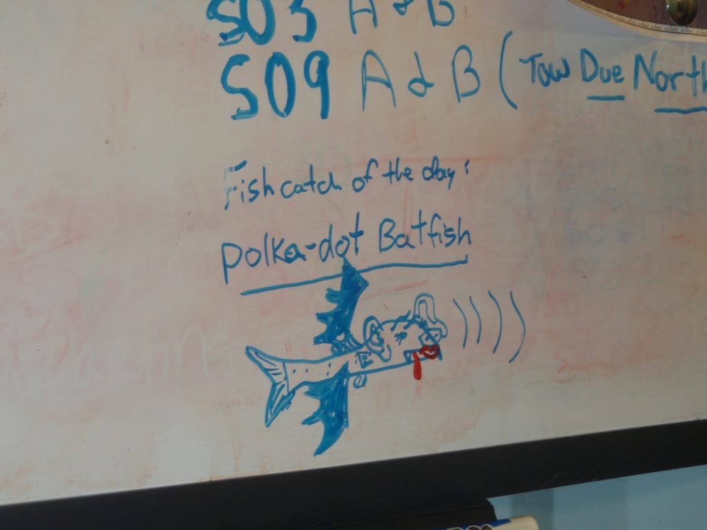 dry erase drawing of polka-dog batfish to look like its name
