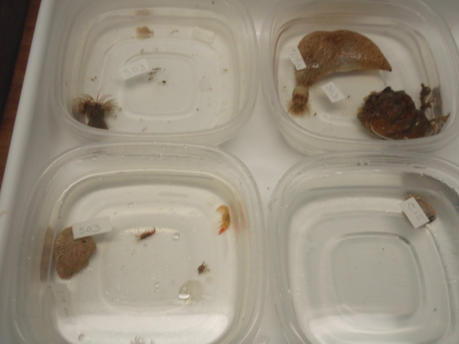specimens laid out relaxing in tupperware containers