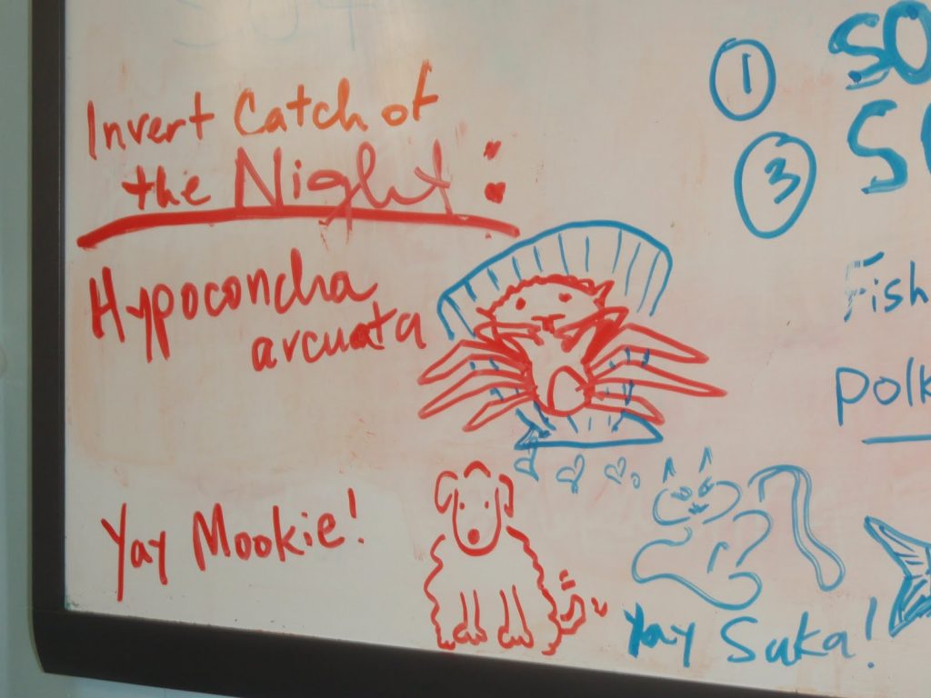 dry erase drawing of hypnoconcha arcuata