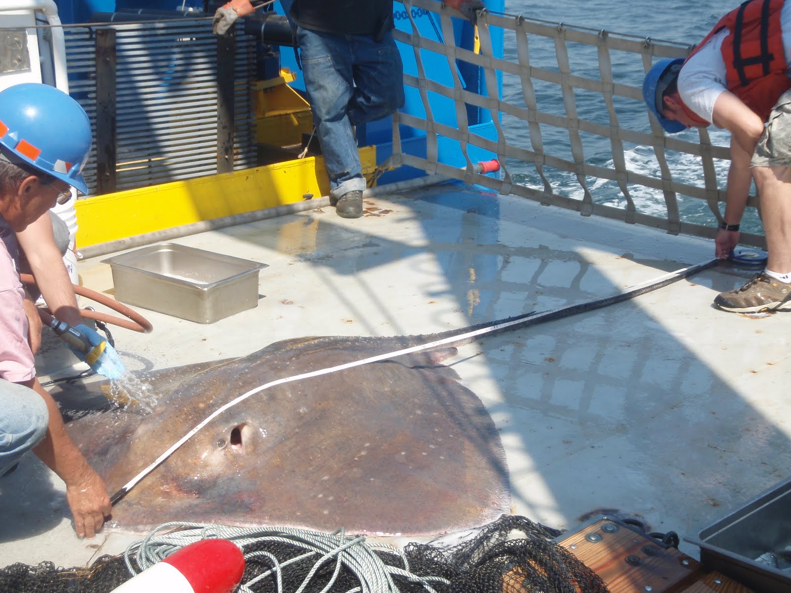 stingray being measured on deck
