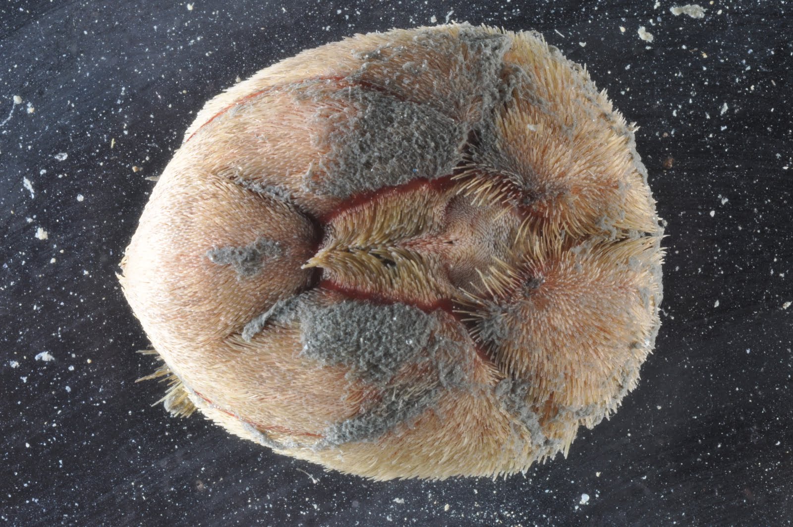 sea biscuit on black background