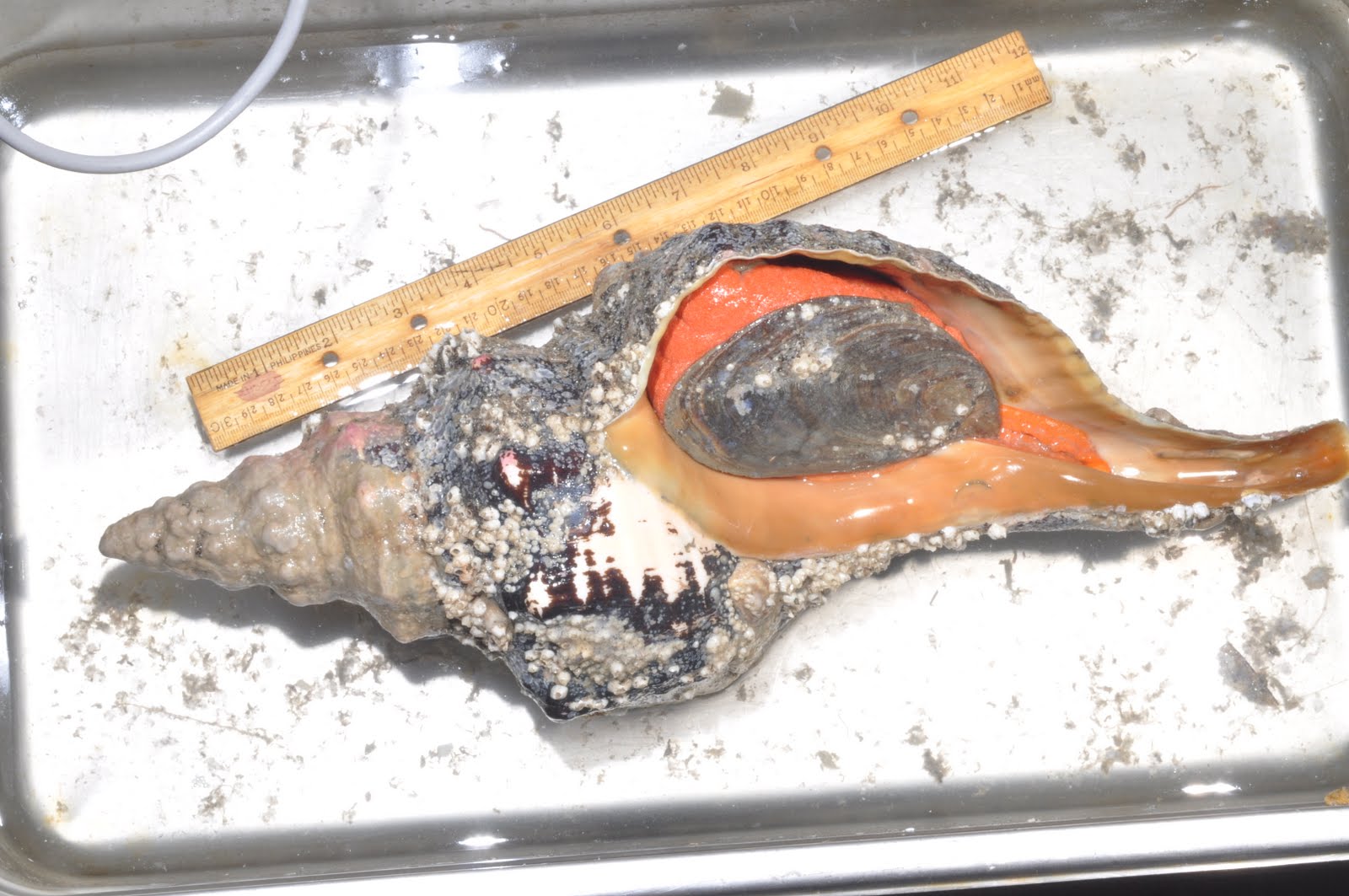 pleuroploca gigantea in metal tray, longer than one foot