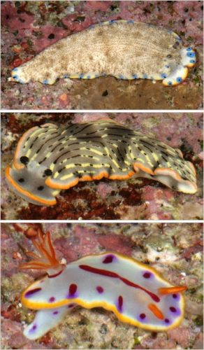 three nudibranch in situ