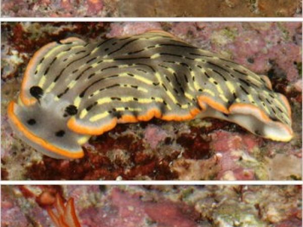three nudibranch in situ