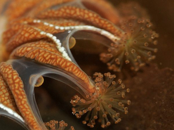 close up of jellyfish