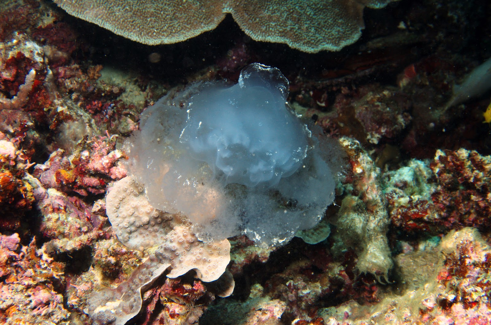 jellyfish in situ