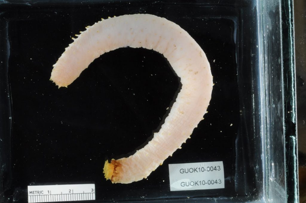 white sea cucumber with yellow tentacles on black background