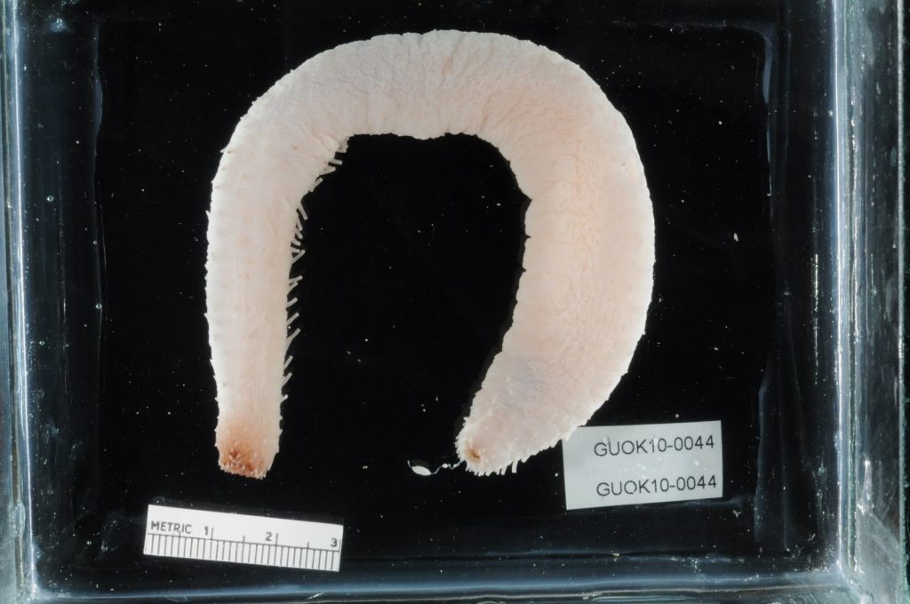 white sea cucumber on black background