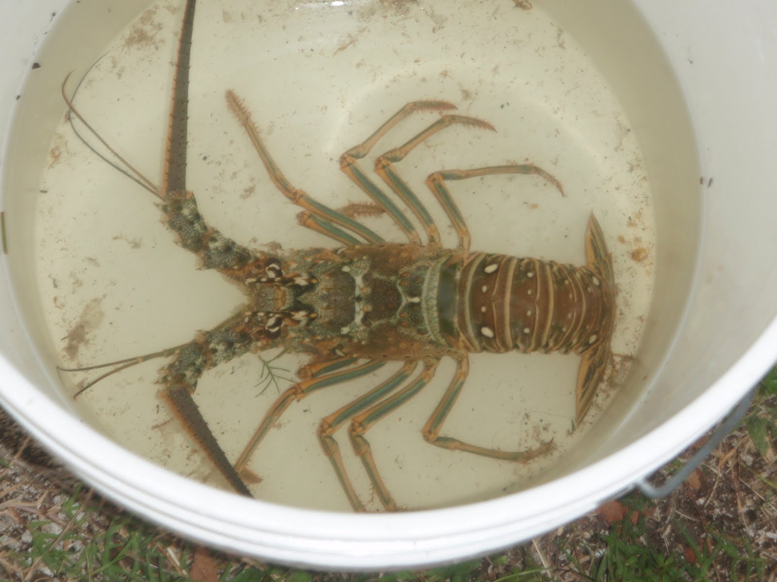 lobster in bucket