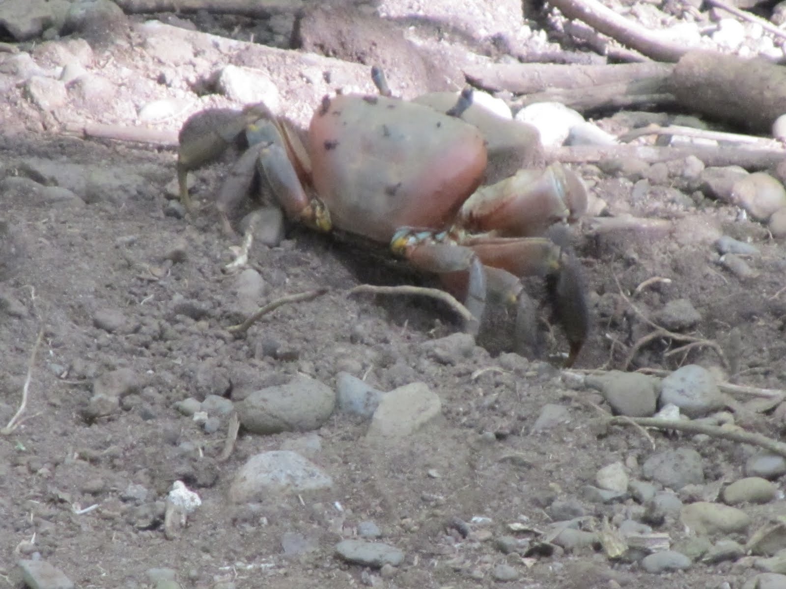 terrestrial crab at edge of burrow