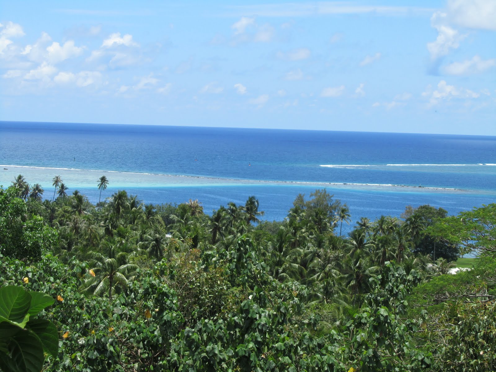 view over trees to ocean