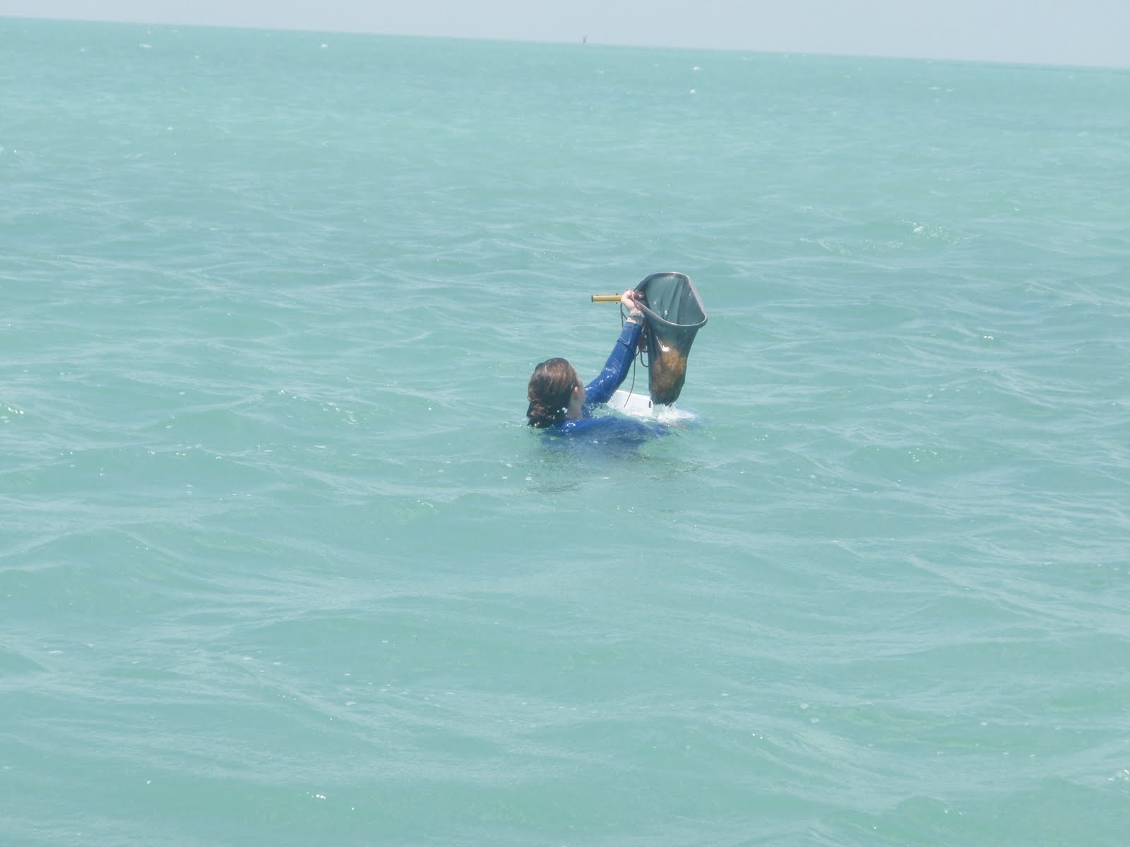 Sarah on surface with net of sargassum