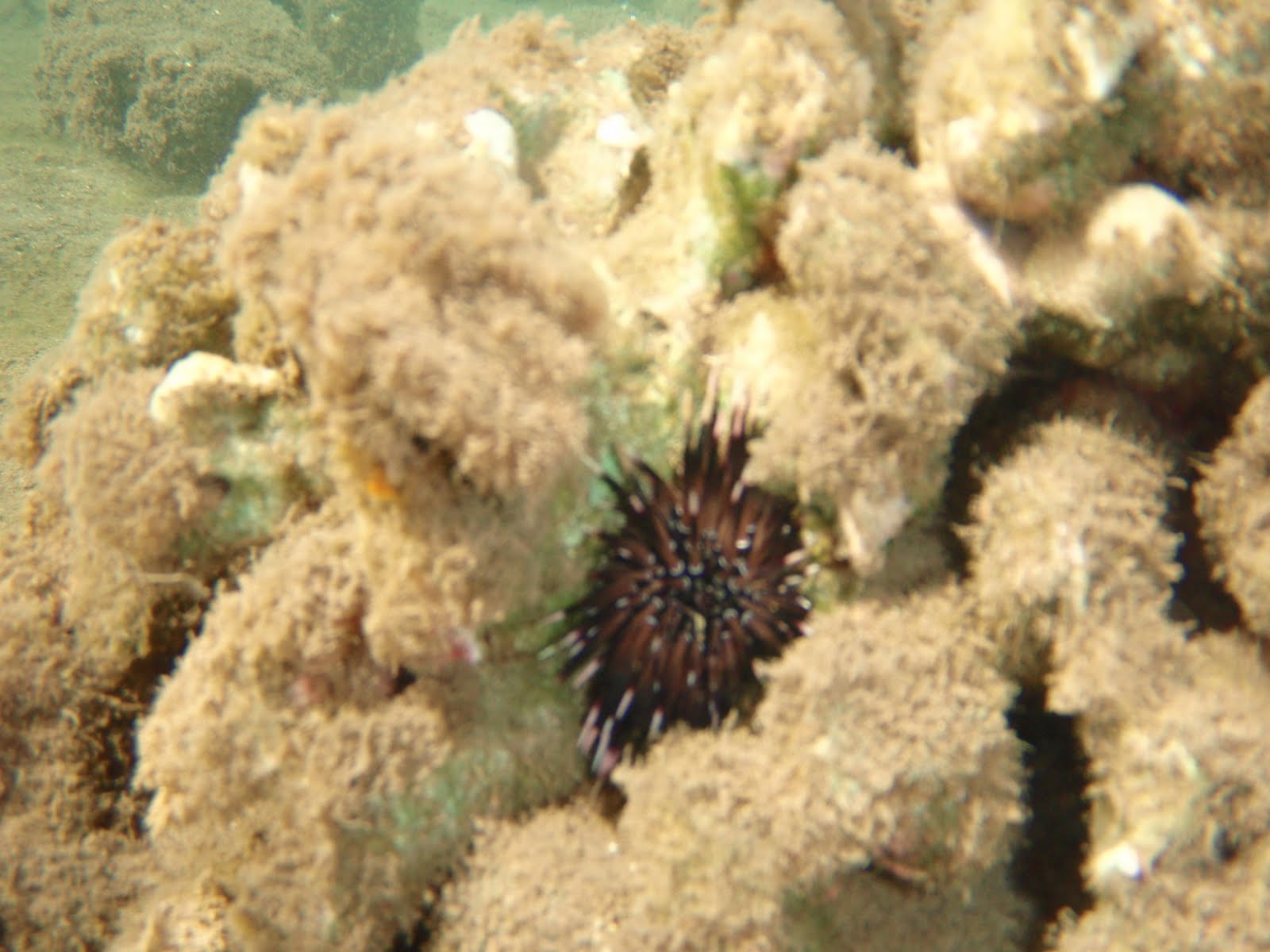 Blurry picture of dark urchin nestled in coral crevices