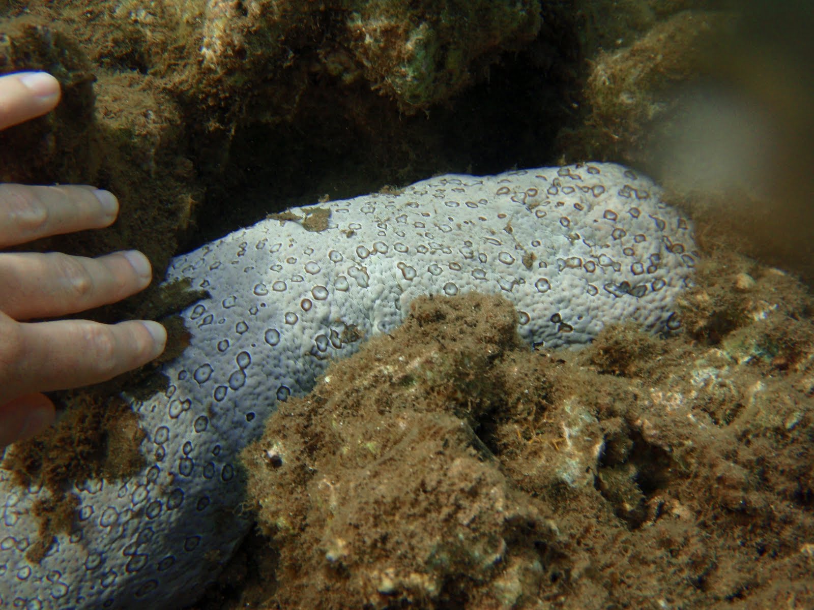 Pale spotted sea cucumber