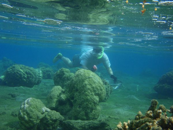 John snorkeling around coral bommie with brush and seive