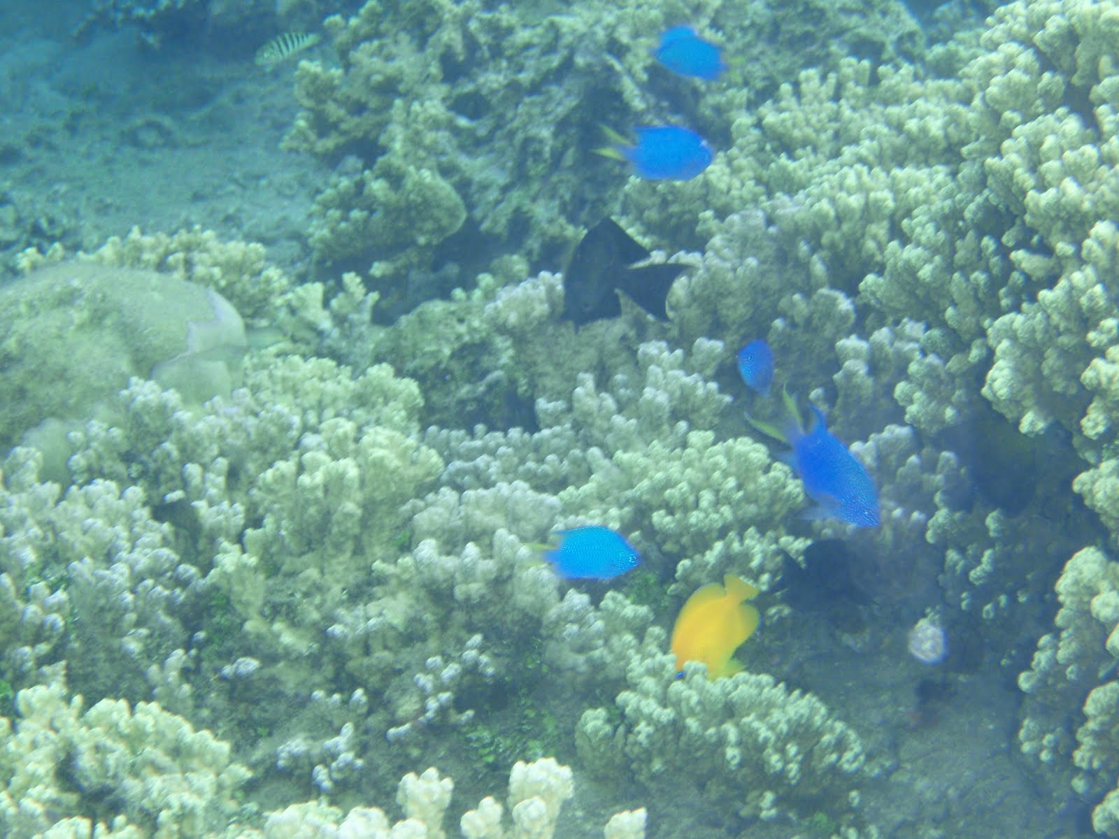 Blue yellow and black fish against a coral backdrop