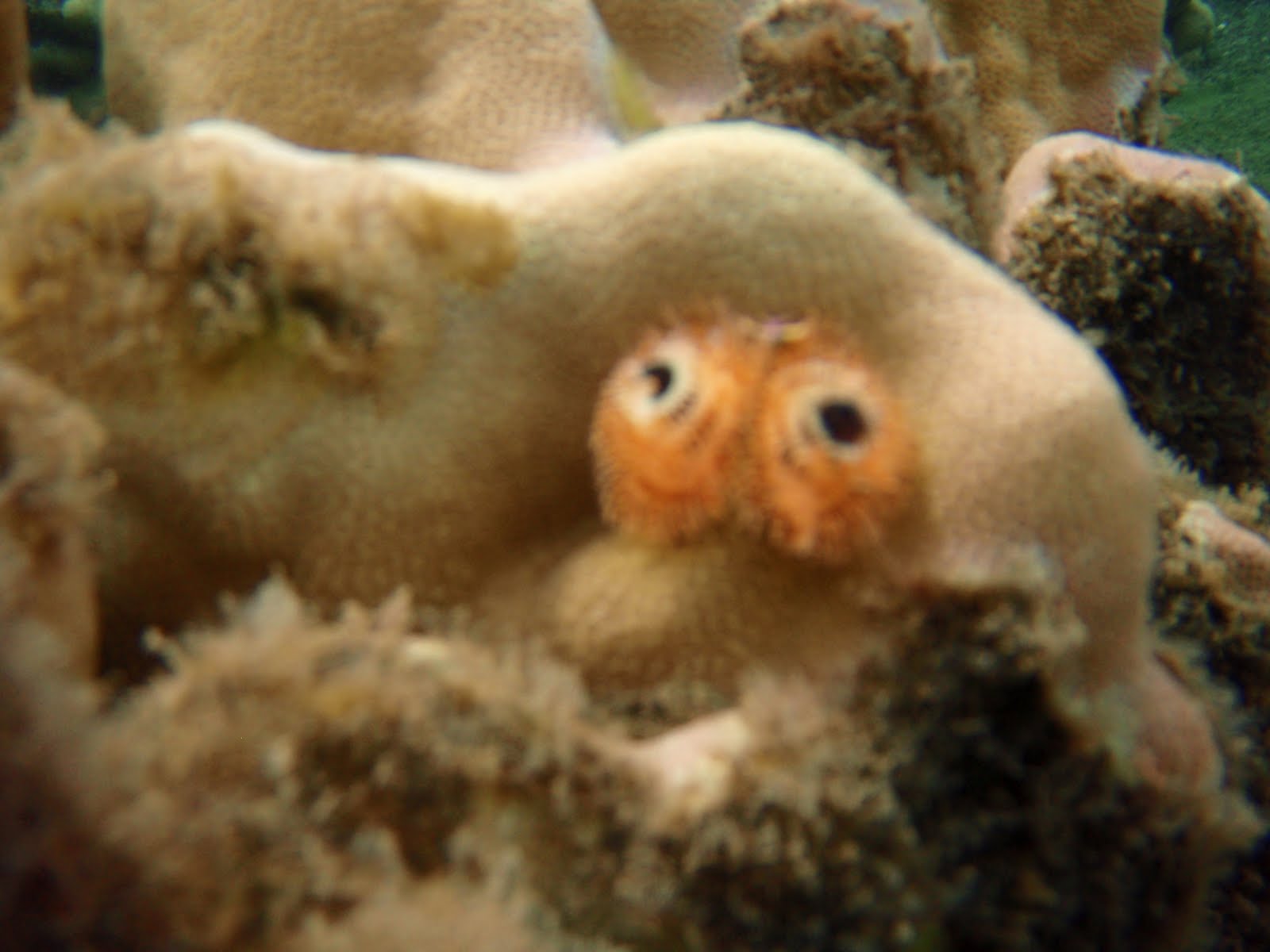 Blurry picture of yellow/orange christmas tree worms coming out of coral