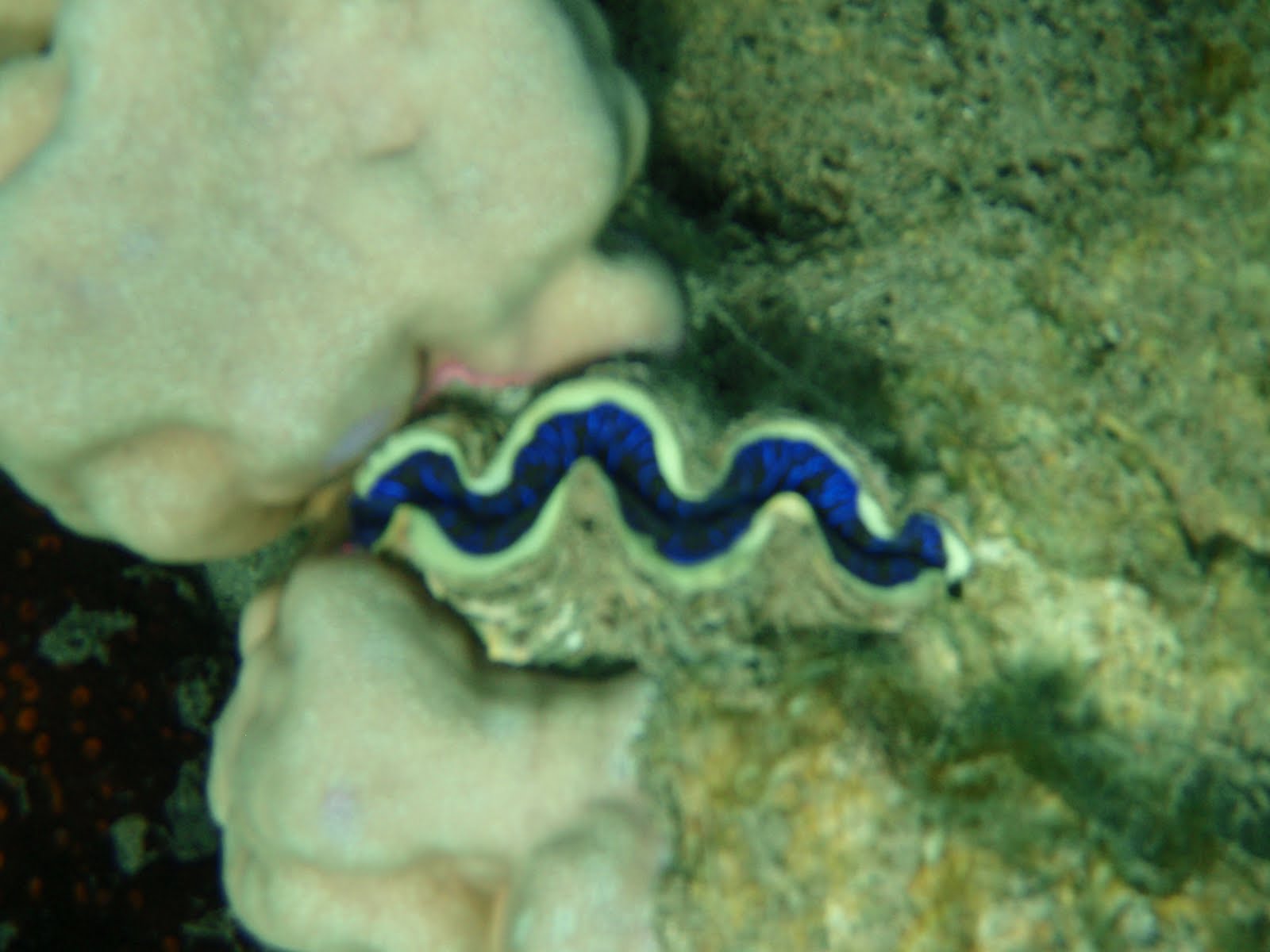 blue giant clam with mantle mostly retracted