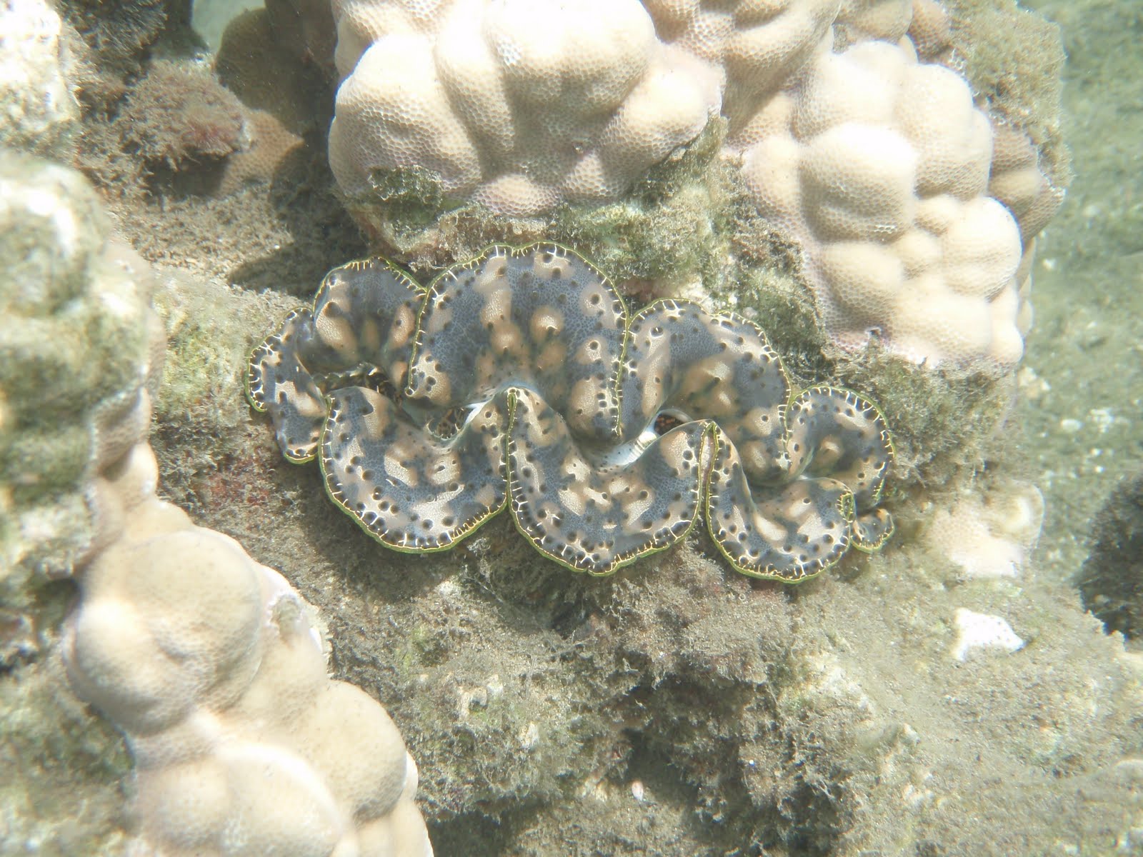 Grey/cream mottled small giant clam
