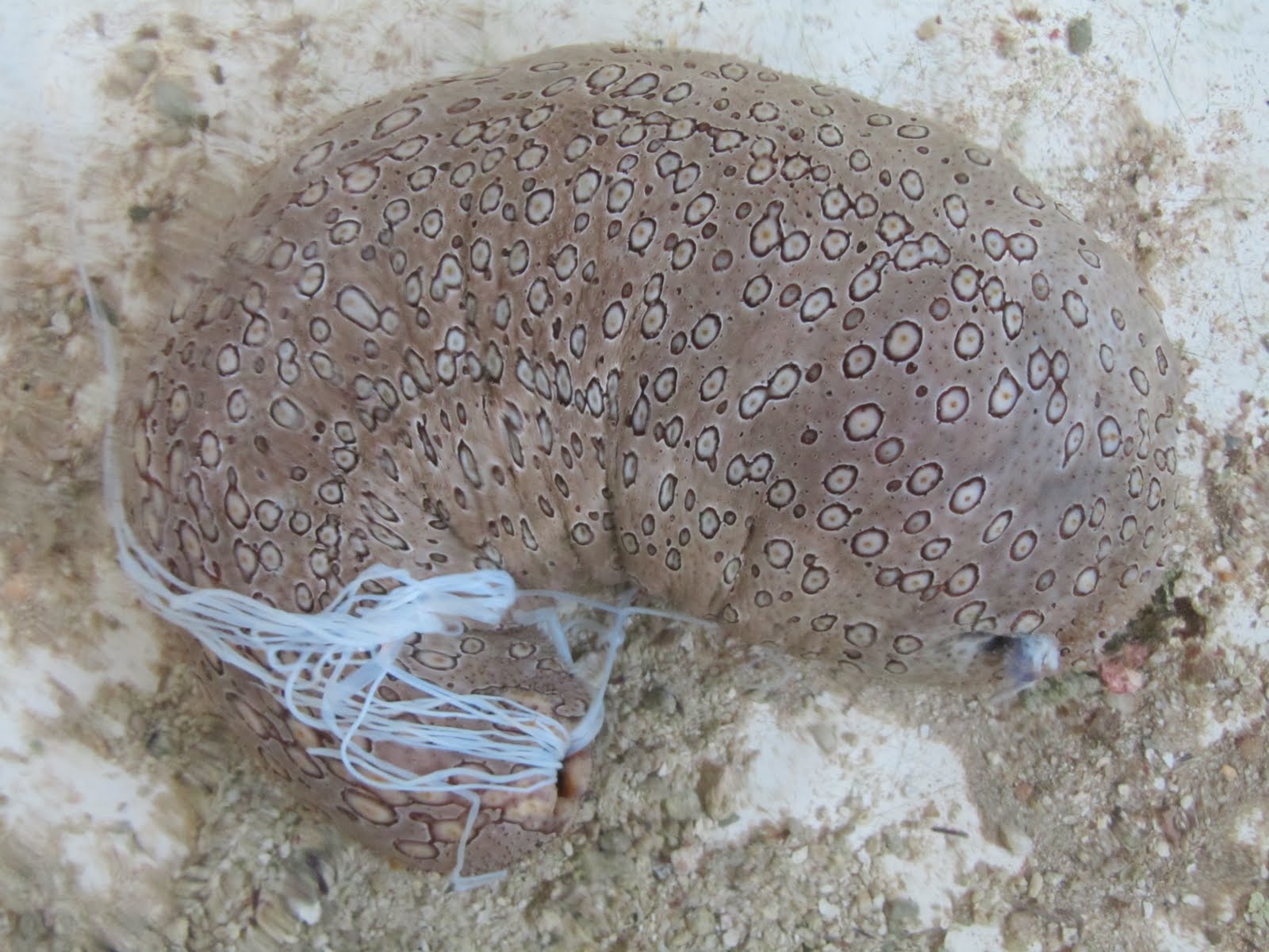 gray spotted sea cucumber releasing cuverian tubes