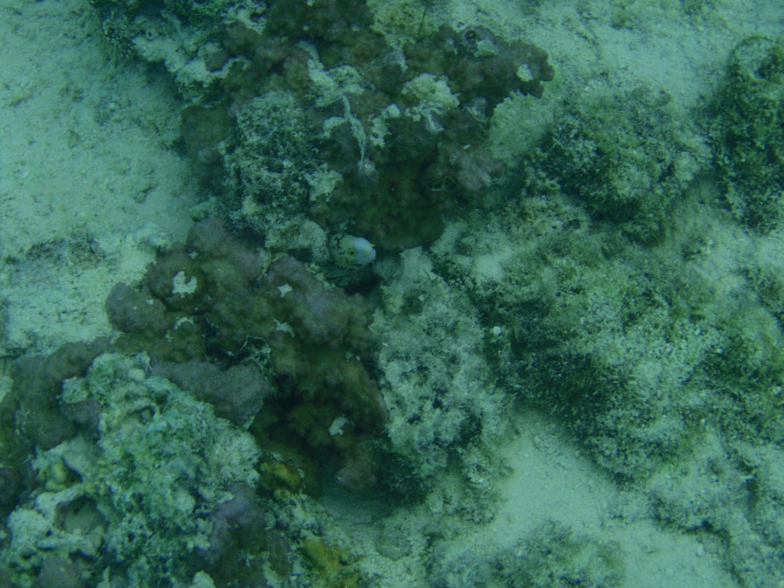 camouflaged eel peeking out from coral cluster