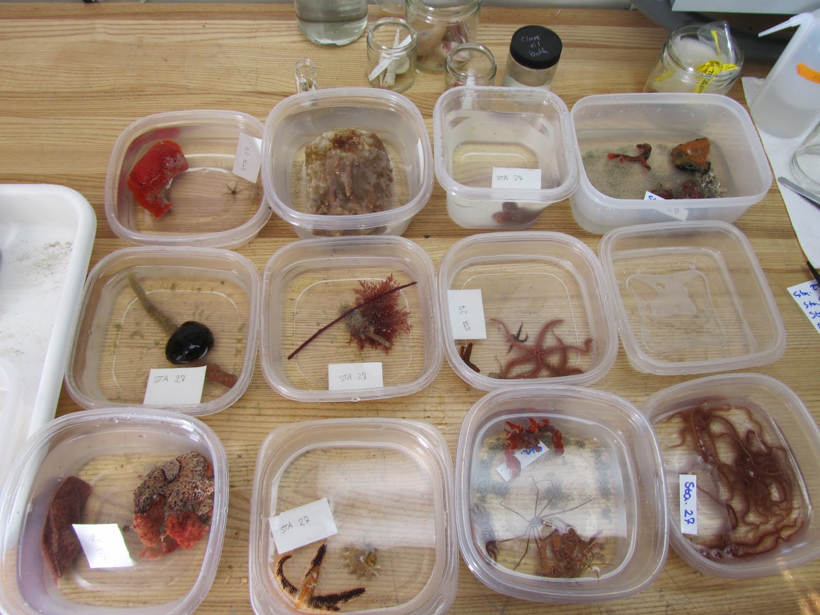 specimens and labels sorted in shallow tupperware containers