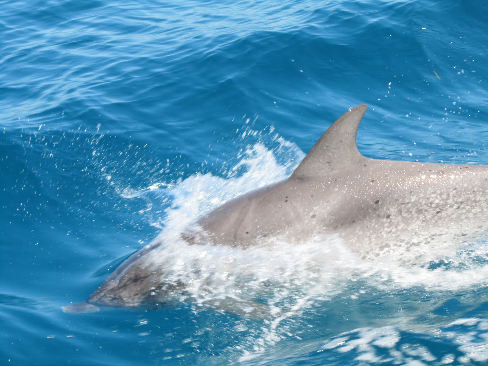 close up of dolphin diving in the water