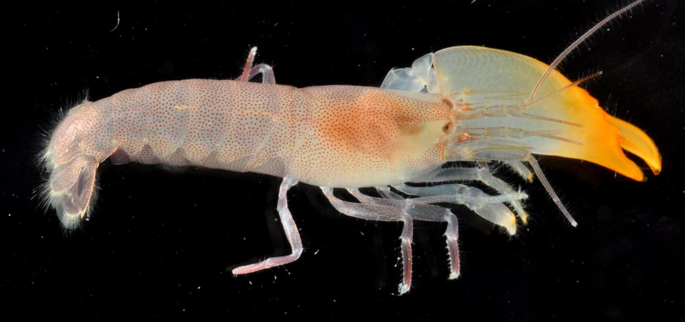 Synalpheus shrimp with yellow claw on black background