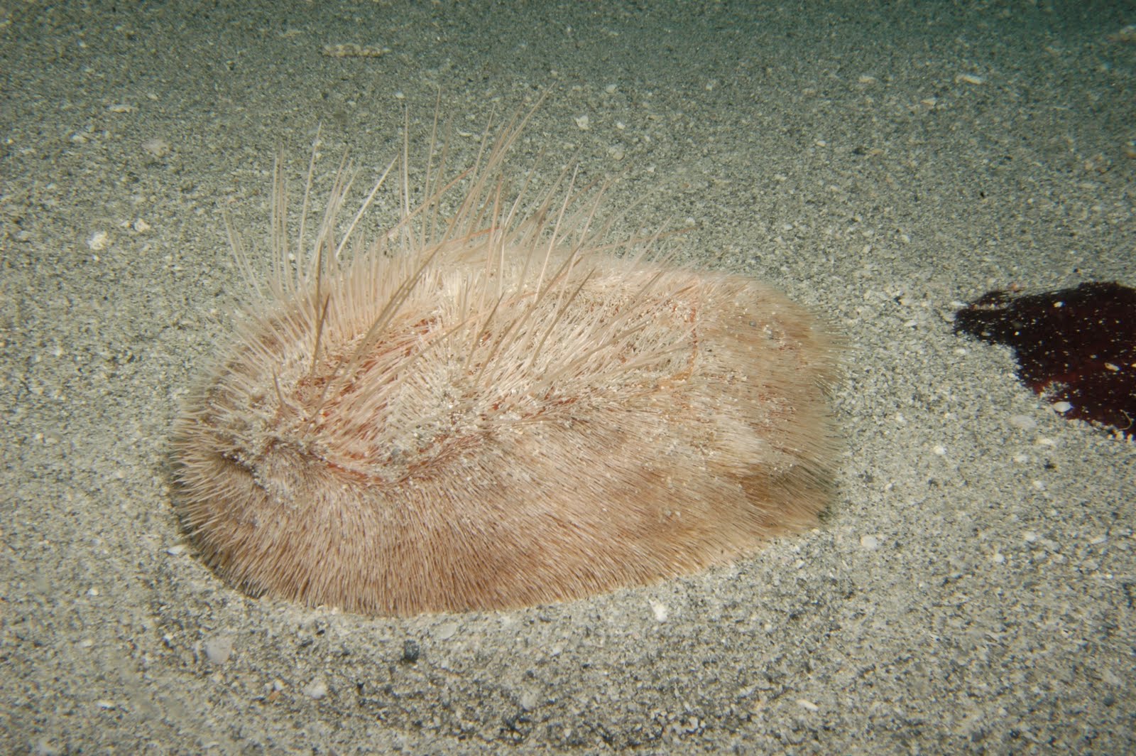 sea biscuit with long spines half buried in sand