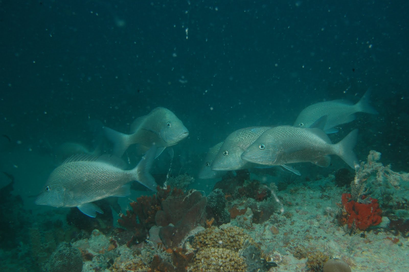 school of large silver fish