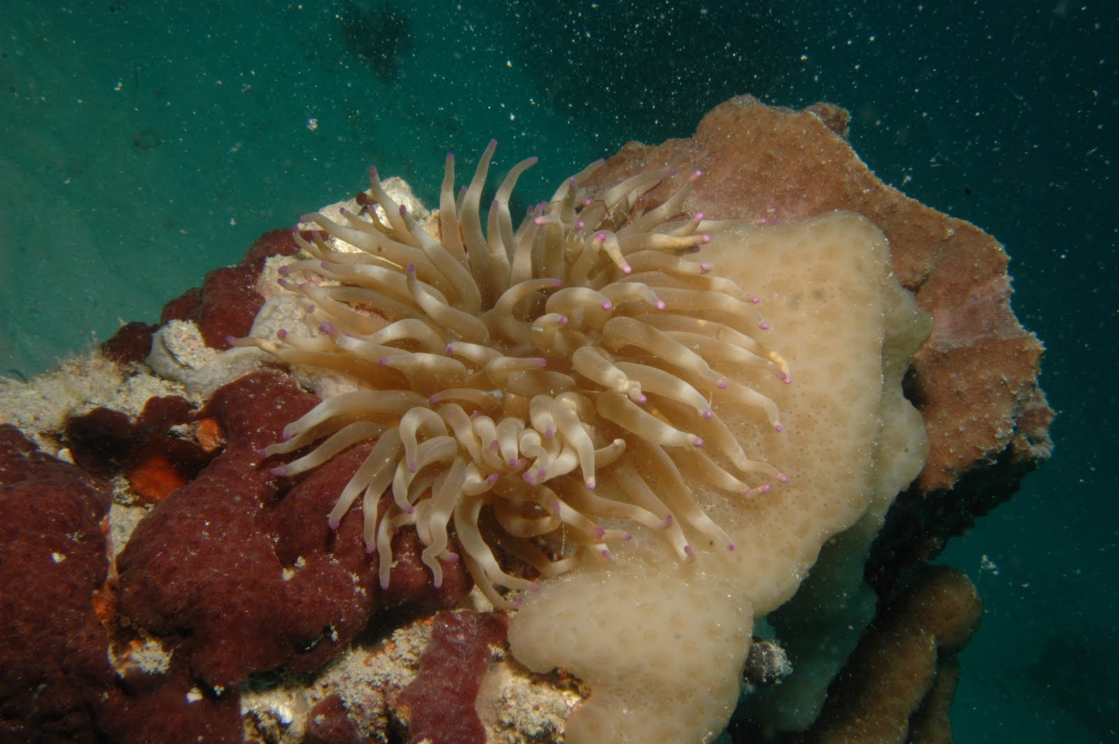 brown and white anemone and cream sponge on coral/rock outcrop