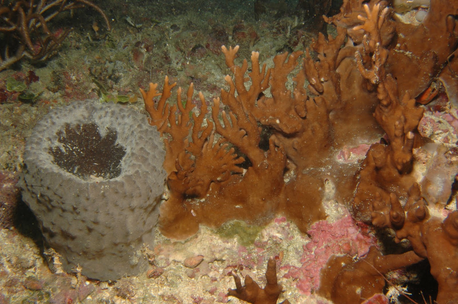 brown/orange corals and a gray sponge on the sea floor