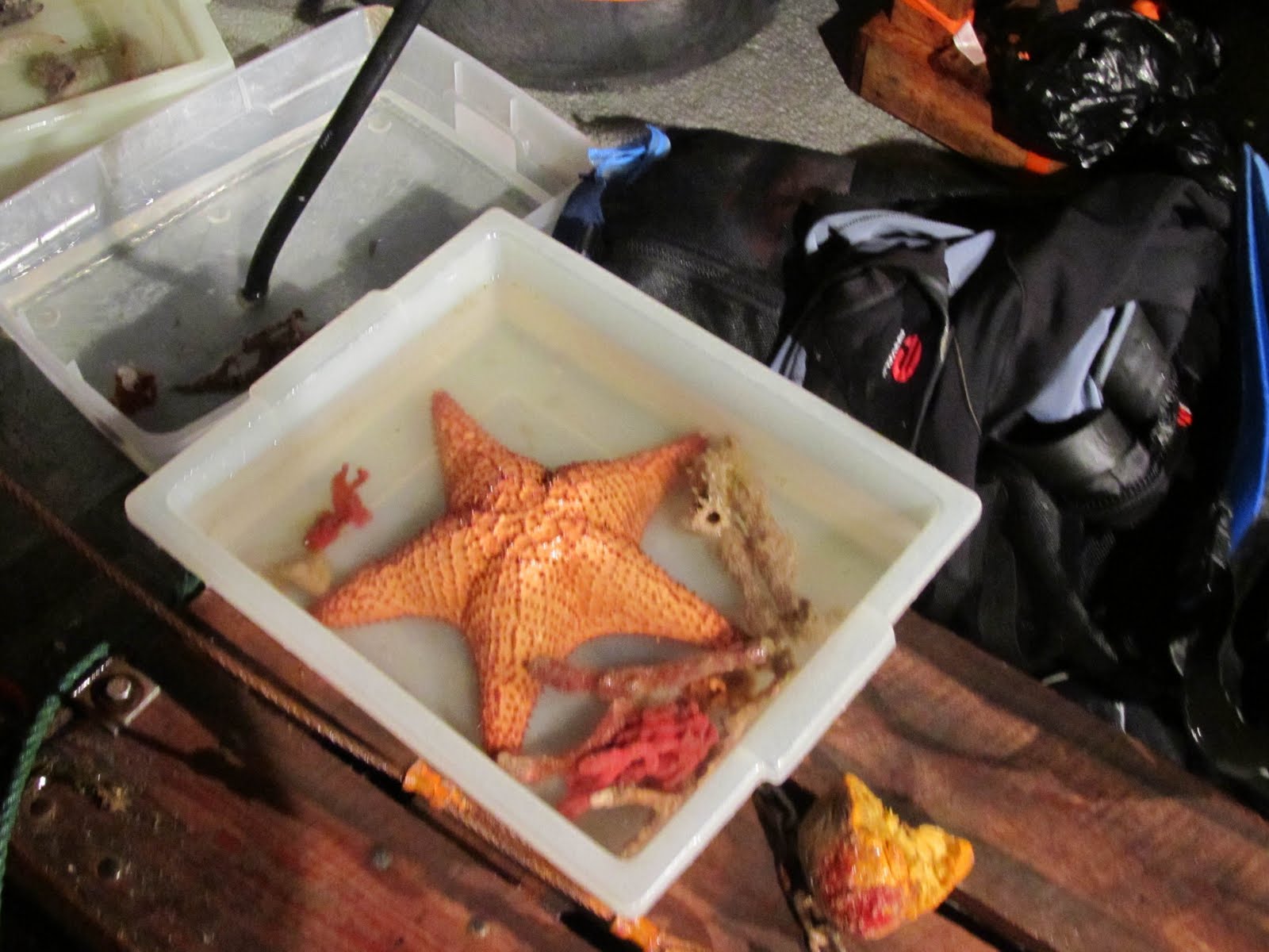 large tray with specimens including a giant orange sea star