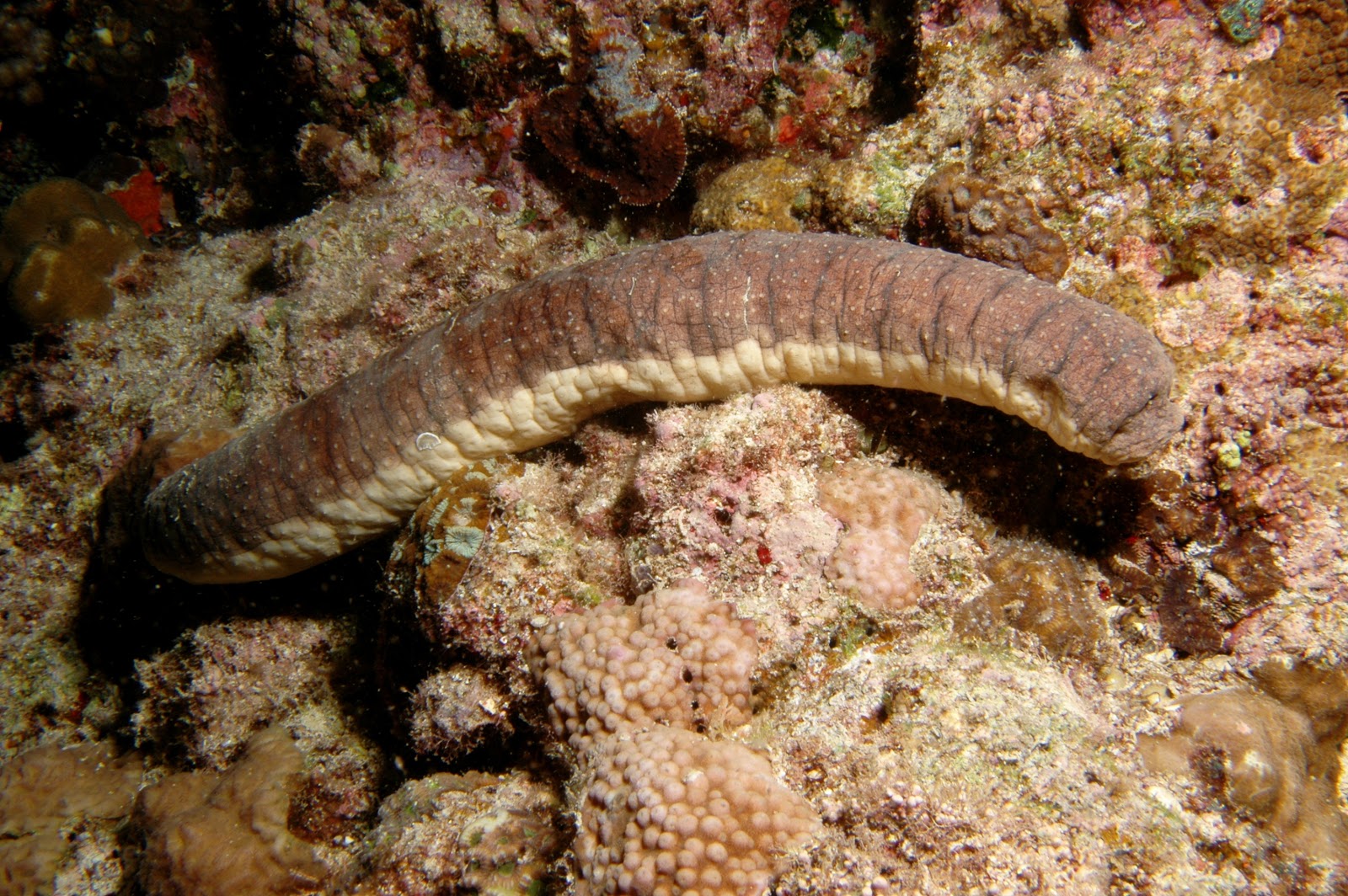 gray cucumber with white belly, underwater on rocks
