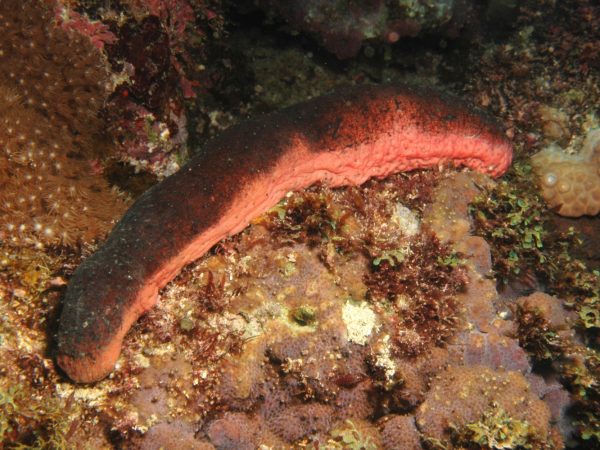 brown sea cucumber with pink belly