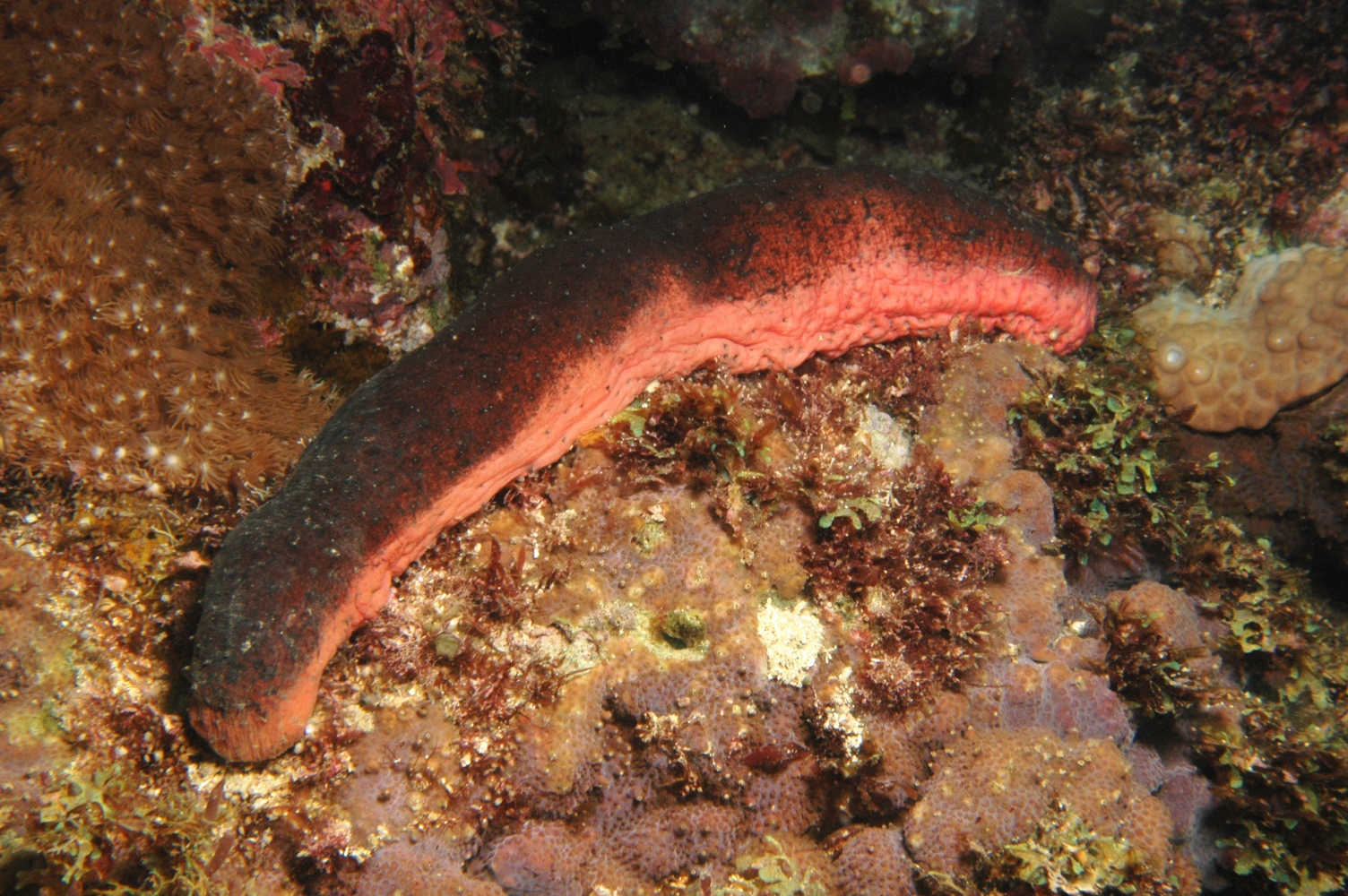 brown sea cucumber with pink belly