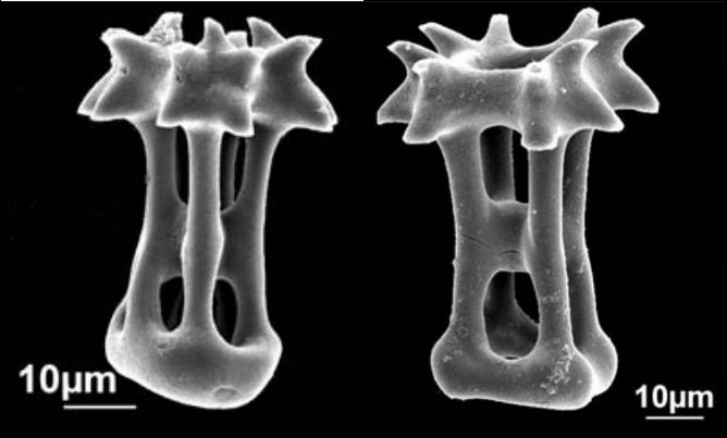 SEM of ossicles. vaguely table-shapes and skeletonized