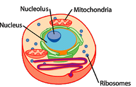 cross section of animal cell with some organells labeled