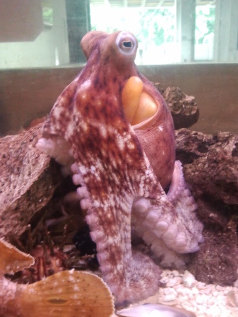 reddish purple mottled octopus sitting up tall on her tentacles in the aquarium