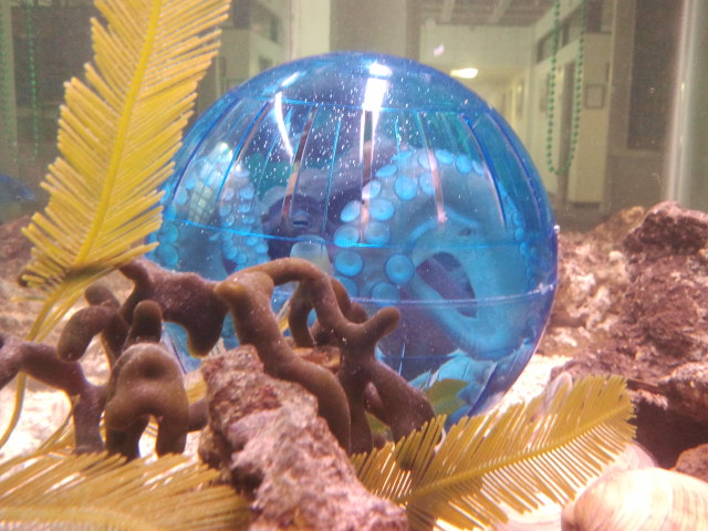 octopus in a large blue hamster ball in the aquarium. rocks and algae in the foreground