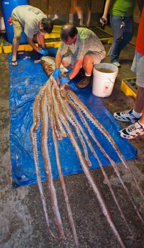 Roger and John tending to the squid on a concrete floor with a blue tarp only partially containing the giant squid