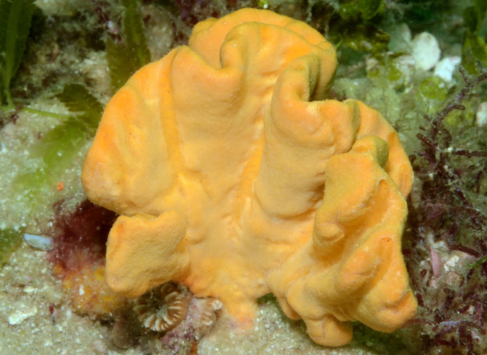 yellow sponge underwater