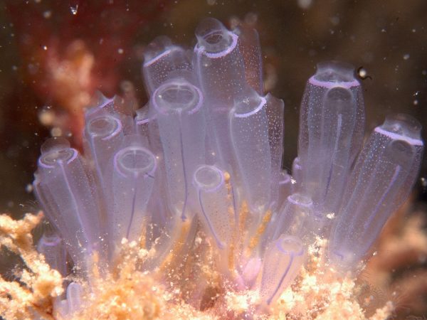 cluster of purpleish, tube-shaped tunicates underwater