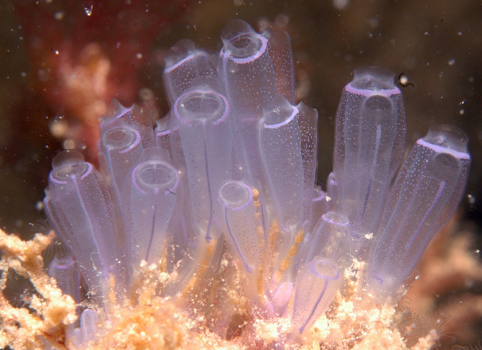 cluster of purpleish, tube-shaped tunicates underwater